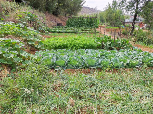 陜煤建設(shè)洗選煤運營公司紅柳林洗煤廠項目部：職工菜園，“蔬”心“食”尚
