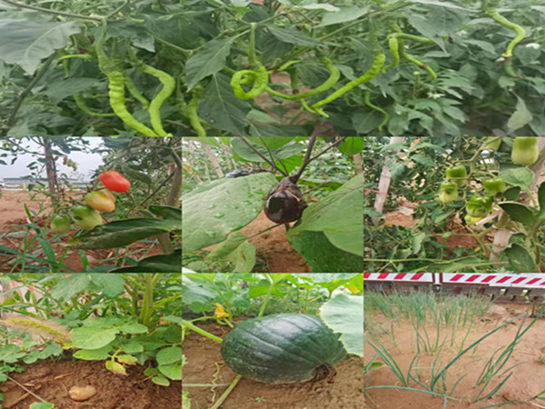 陜煤建設(shè)咸陽分公司第九項目部：碩果累累的“菜園子”，滿滿當(dāng)當(dāng)?shù)摹安嘶@子”